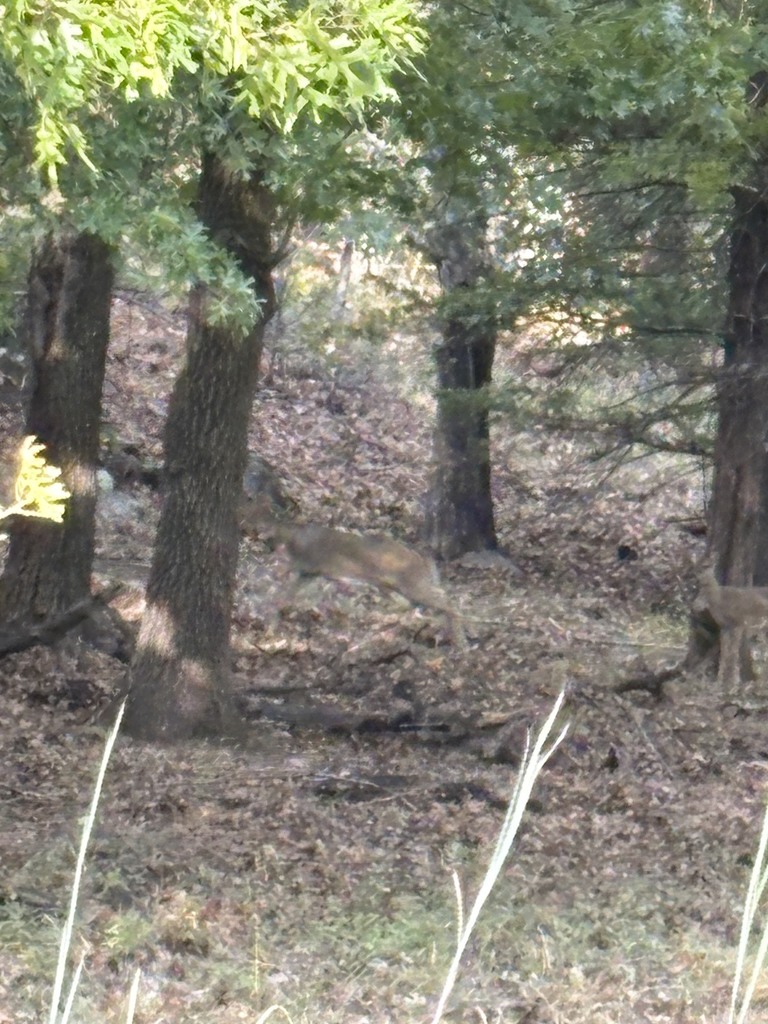 Forest area with trees and ground covered in leaves. Two deer grazing on grass.