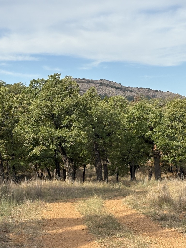 A dirt path through a forest with many tall trees. Green foliage extends toward a hill in the background.