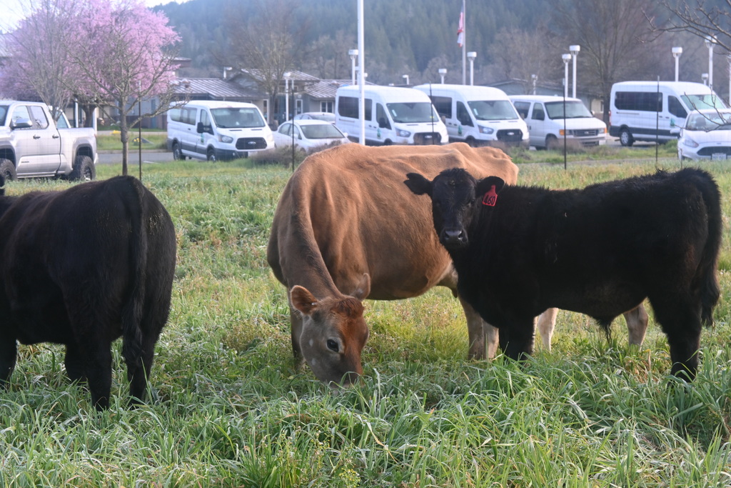 Cows grazing in the orchard