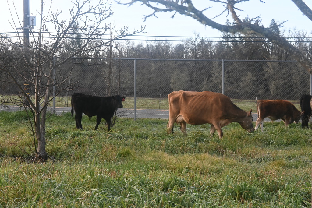 Cows grazing in the orchard