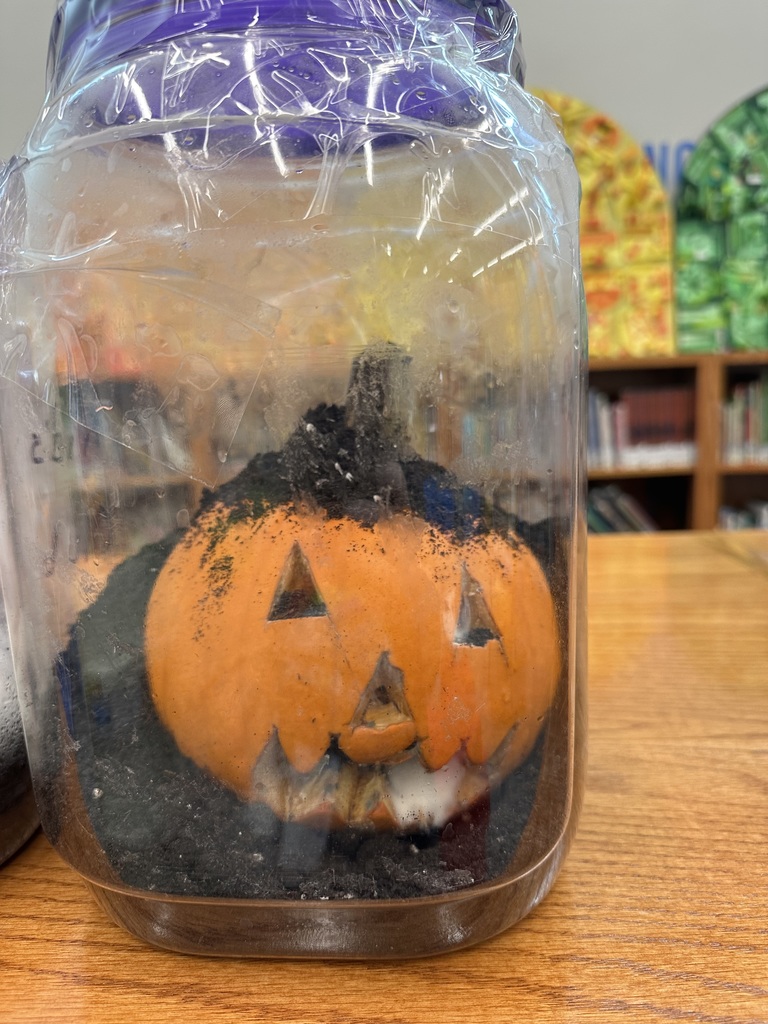 In library media class, Mrs. Ranft read the book “Pumpkin Jack” by Will Hubbell. Students are excitedly watching Jack decomposing and hoping to get a sprout!
