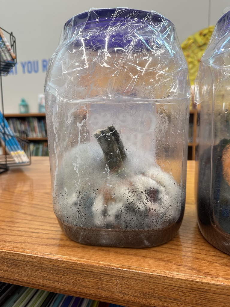 In library media class, Mrs. Ranft read the book “Pumpkin Jack” by Will Hubbell. Students are excitedly watching Jack decomposing and hoping to get a sprout!
