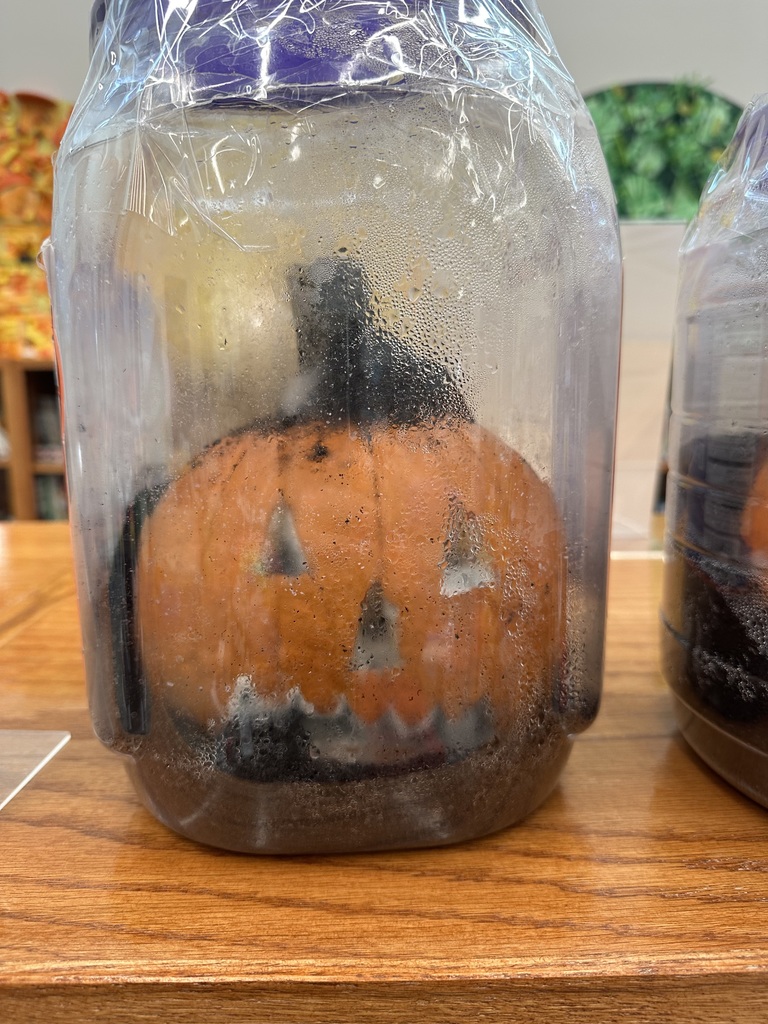 In library media class, Mrs. Ranft read the book “Pumpkin Jack” by Will Hubbell. Students are excitedly watching Jack decomposing and hoping to get a sprout!