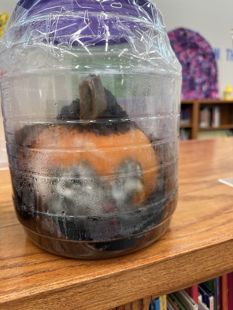 In library media class, Mrs. Ranft read the book “Pumpkin Jack” by Will Hubbell. Students are excitedly watching Jack decomposing and hoping to get a sprout!