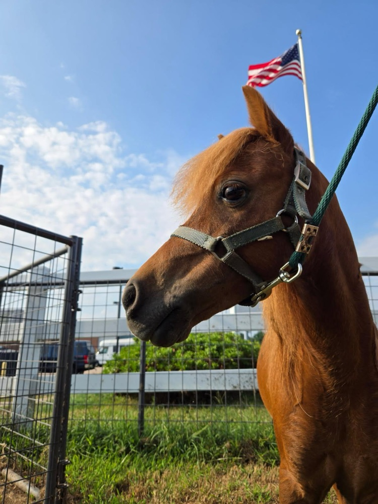 Domingo the mini horse looking forward with the American flag in background 