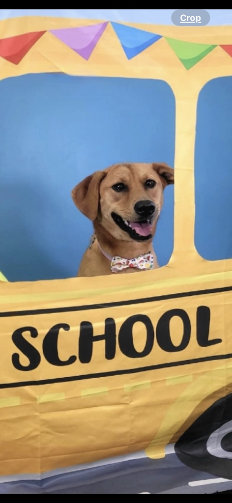 dog in frame of school bus poster