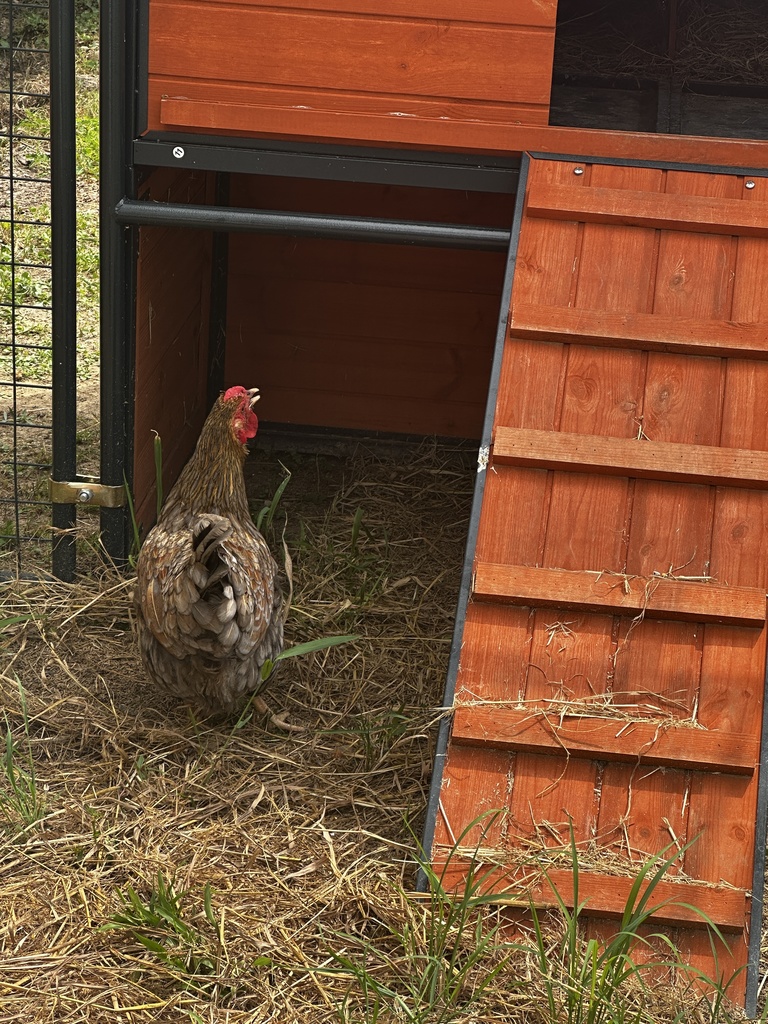 Chicken
