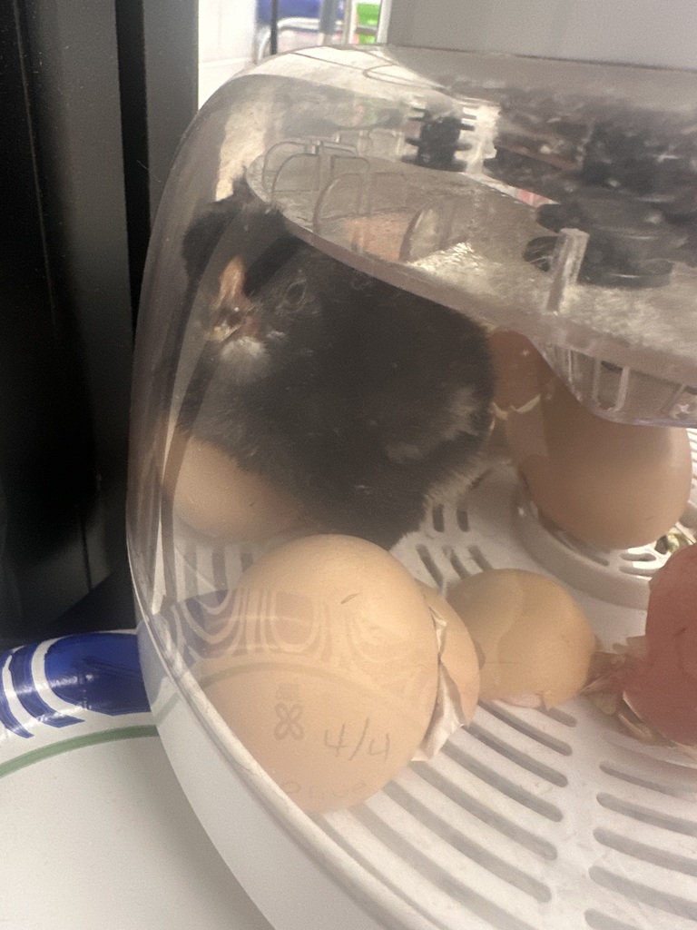 New Chicks