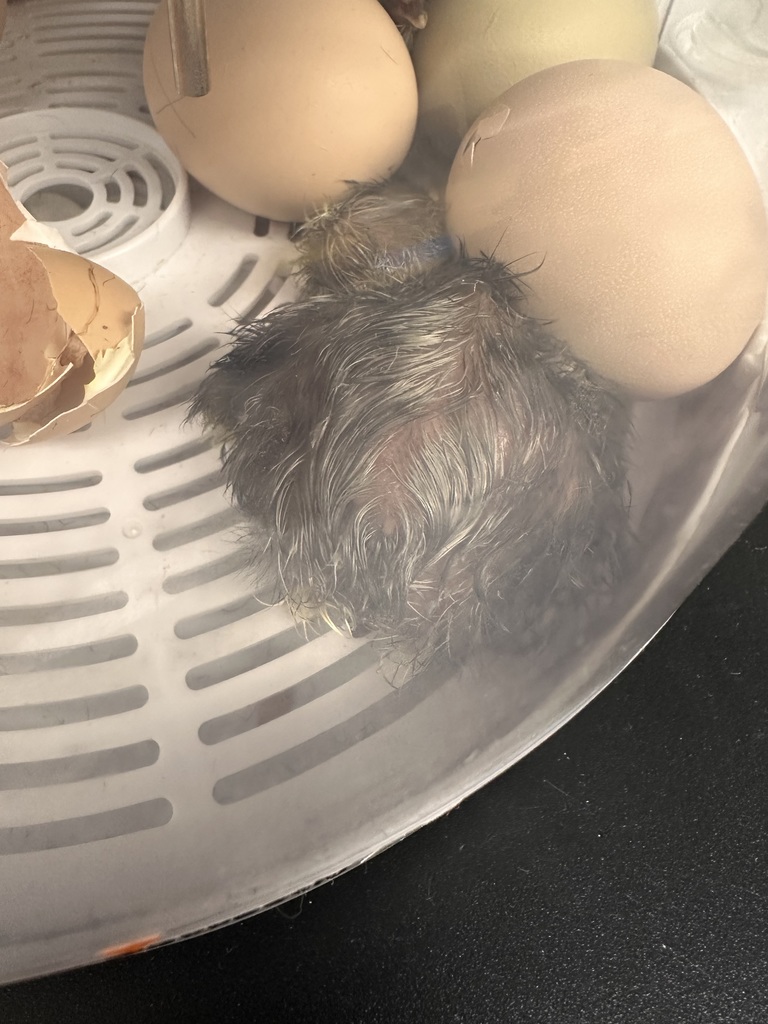 New Chicks