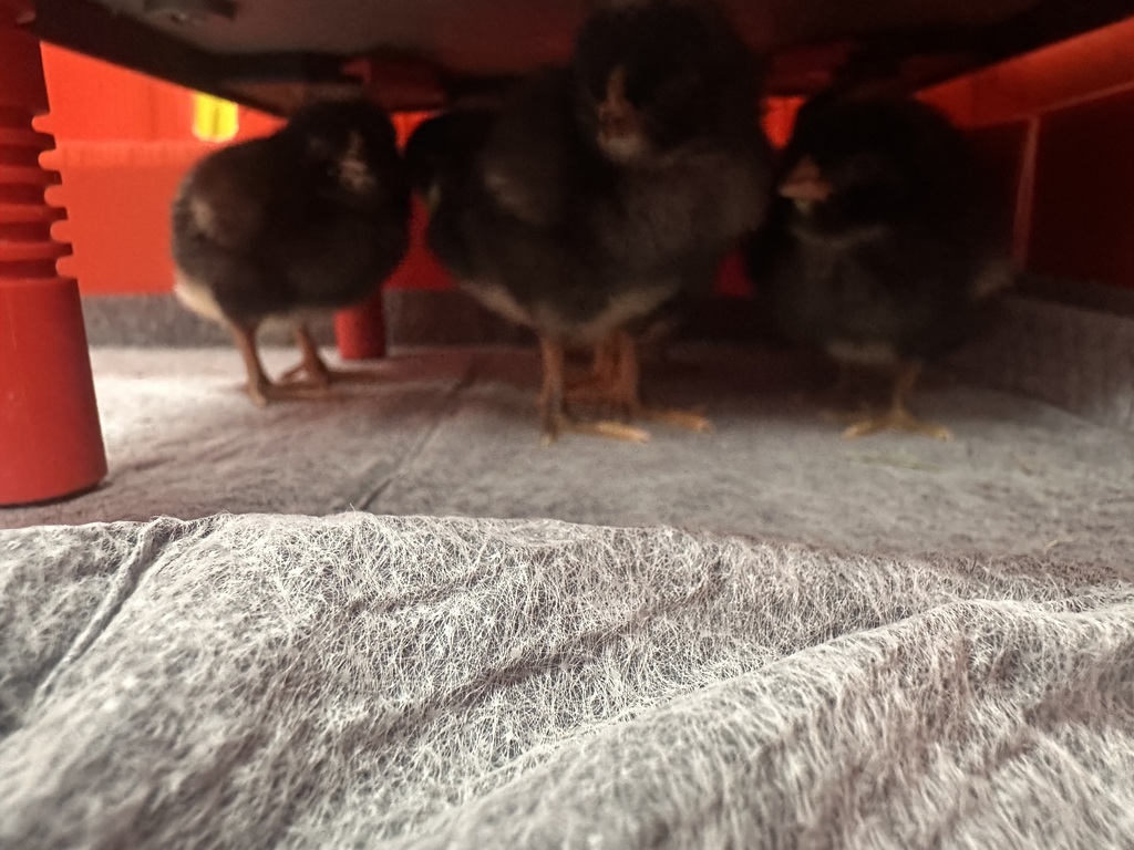 New Chicks