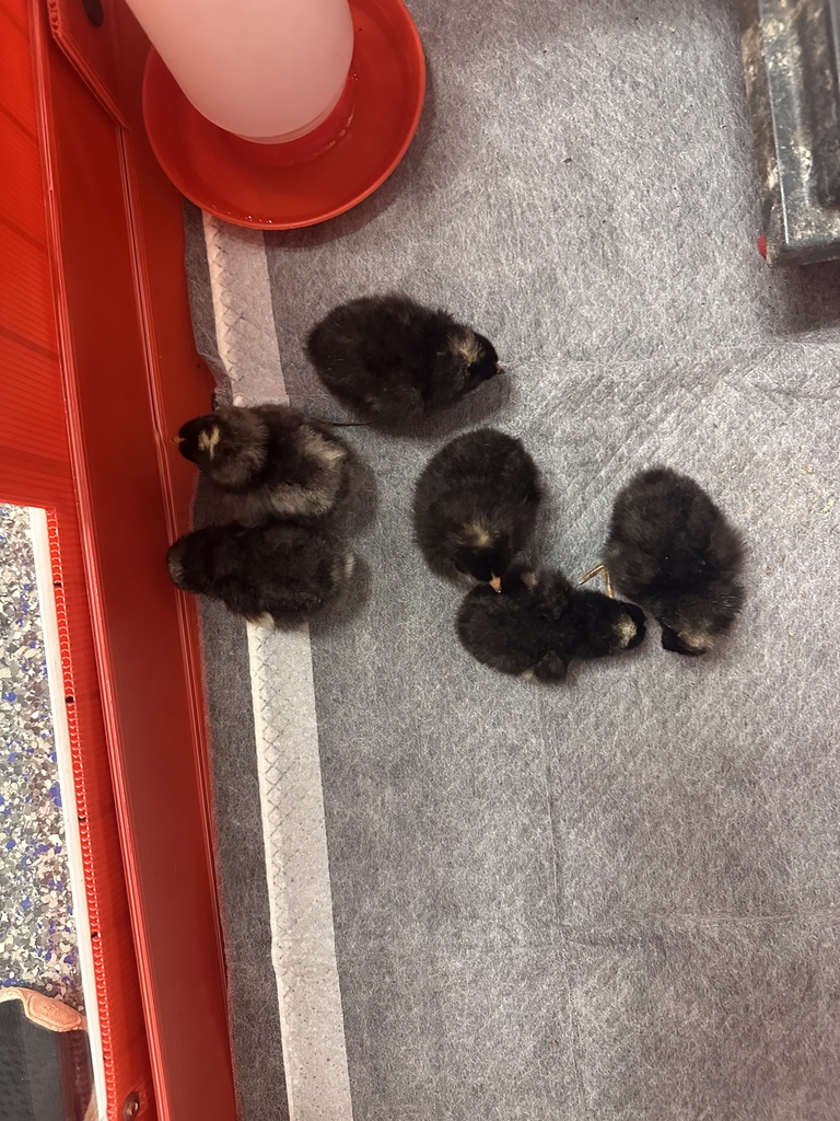 New Chicks