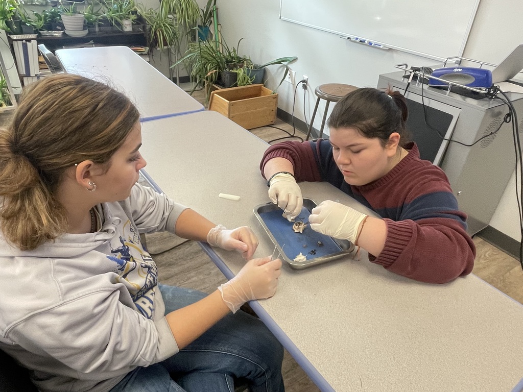 Dissecting Pig Eyes