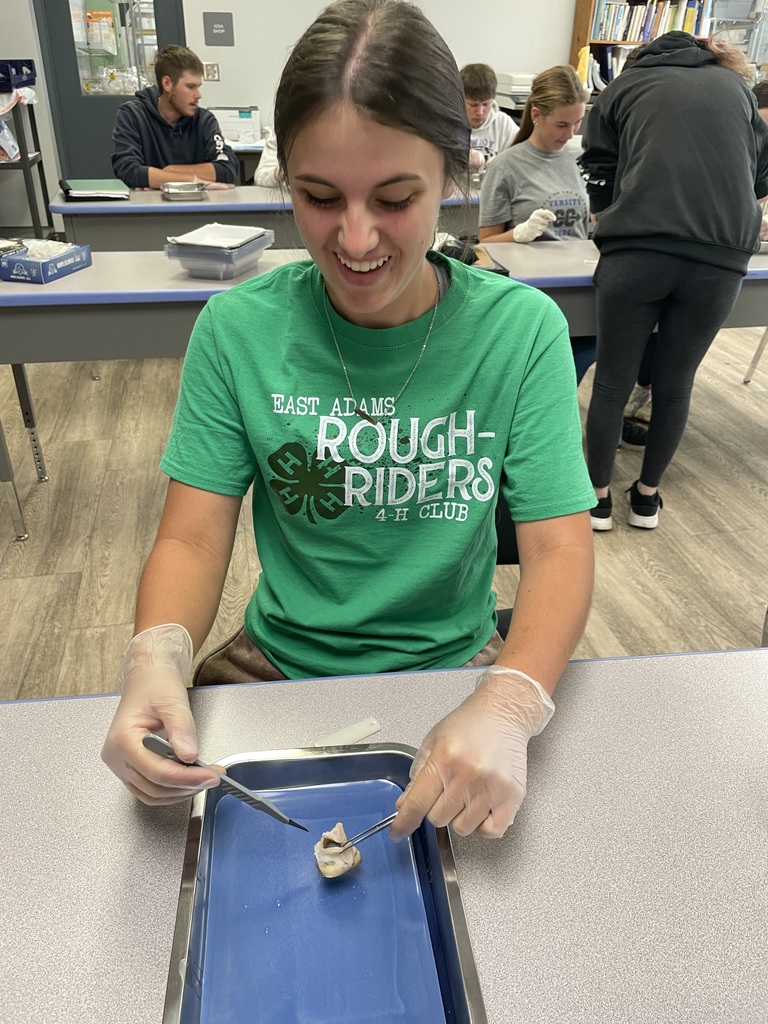 Dissecting Pig Eyes