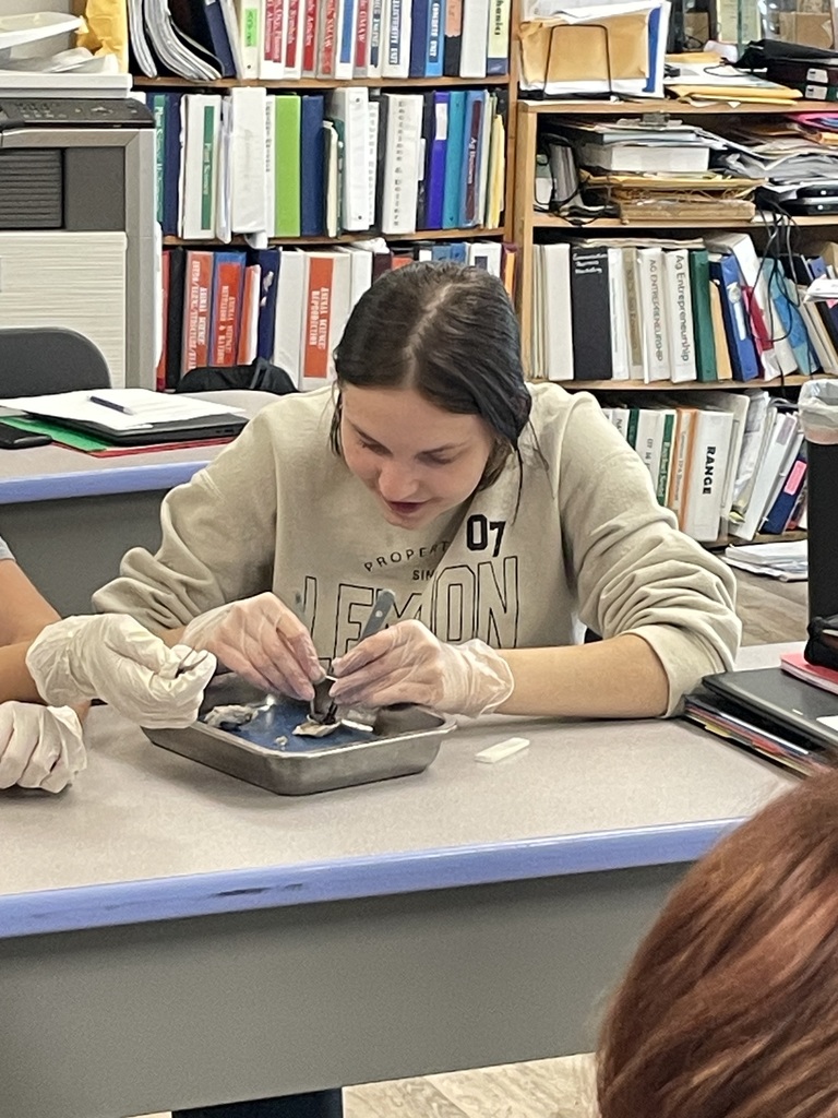 Dissecting Pig Eyes
