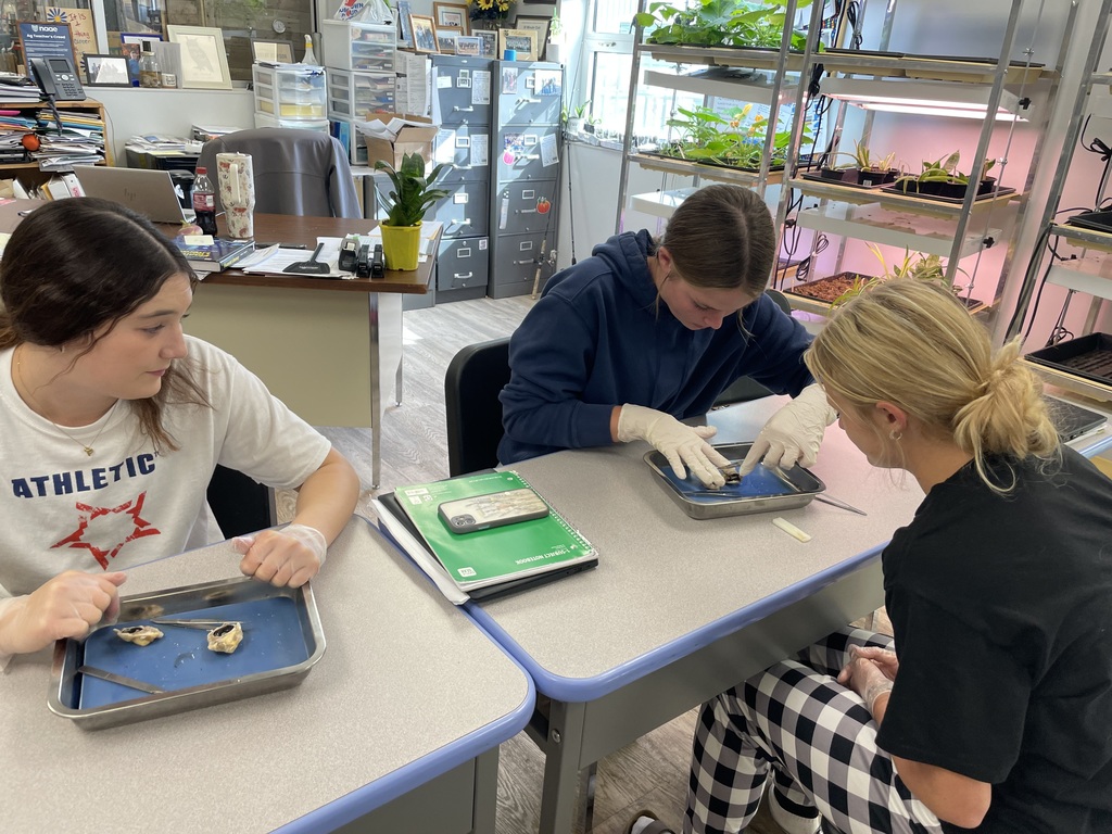 Dissecting Pig Eyes
