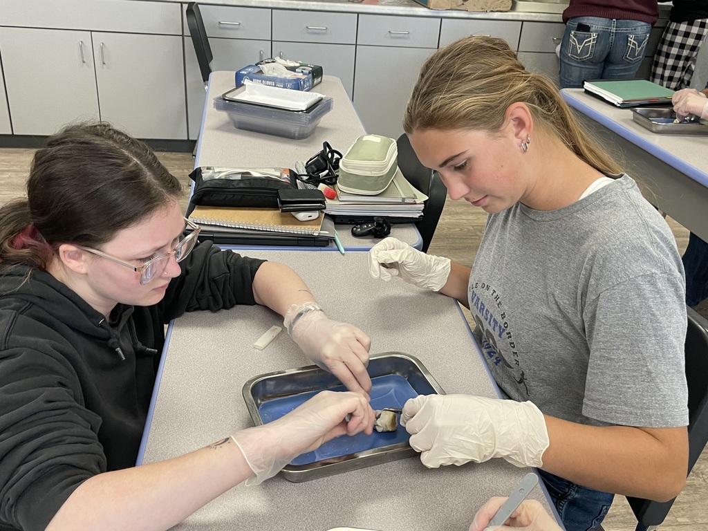 Dissecting Pig Eyes