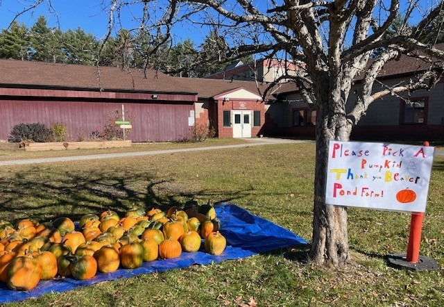 pumpkin