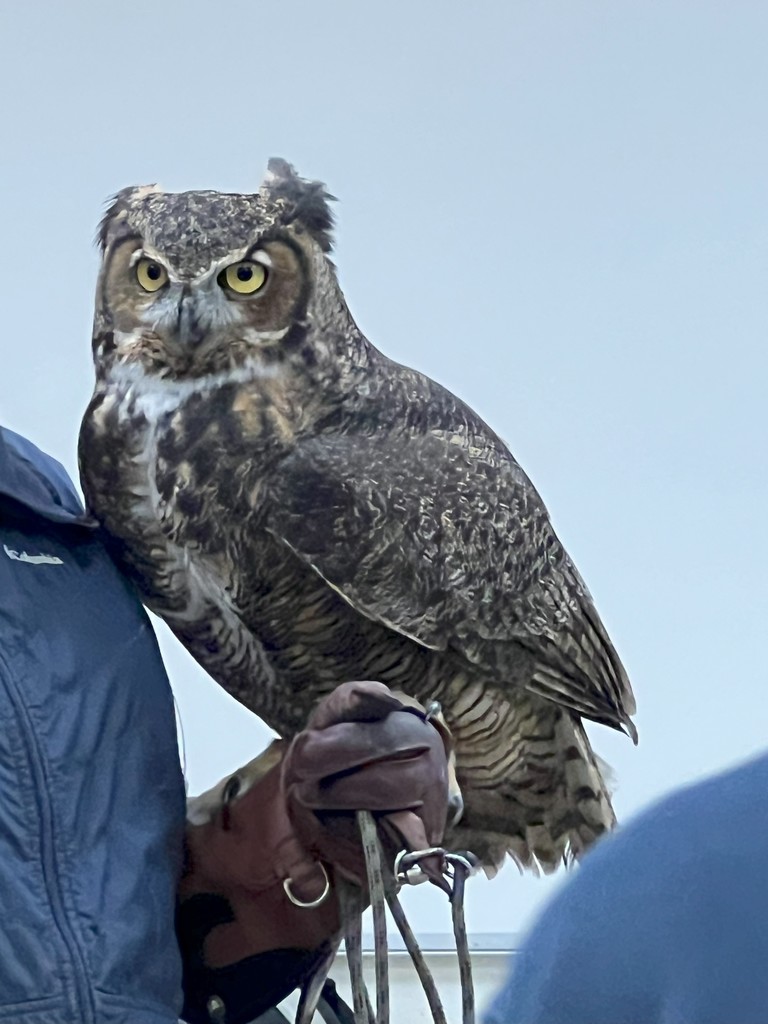 owl