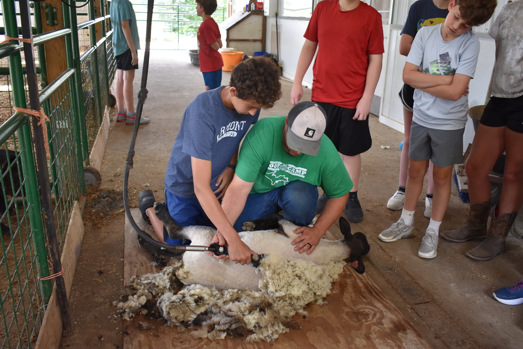 Student shearing a sheep