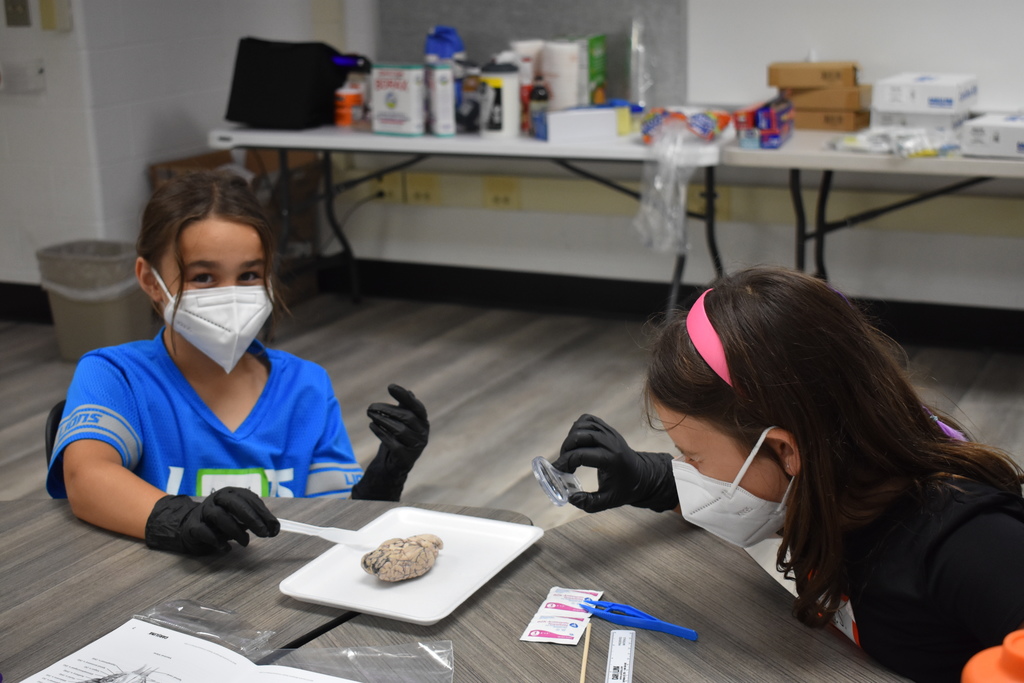 Two students dissecting a sheep brain