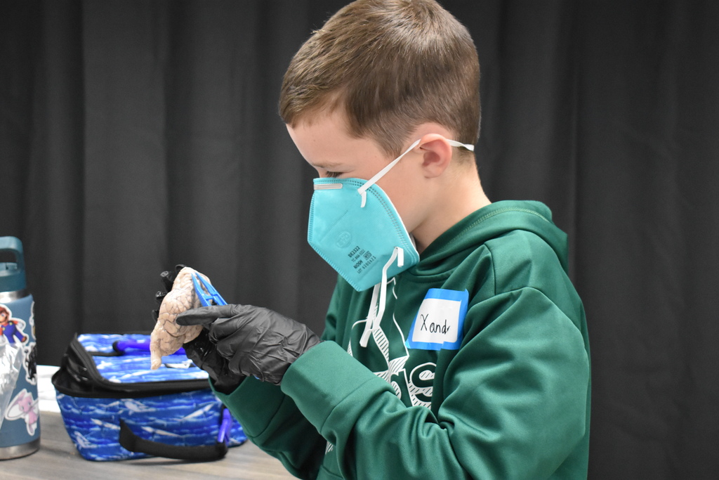 Student dissecting a sheep brain