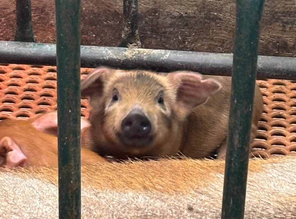 pig 1