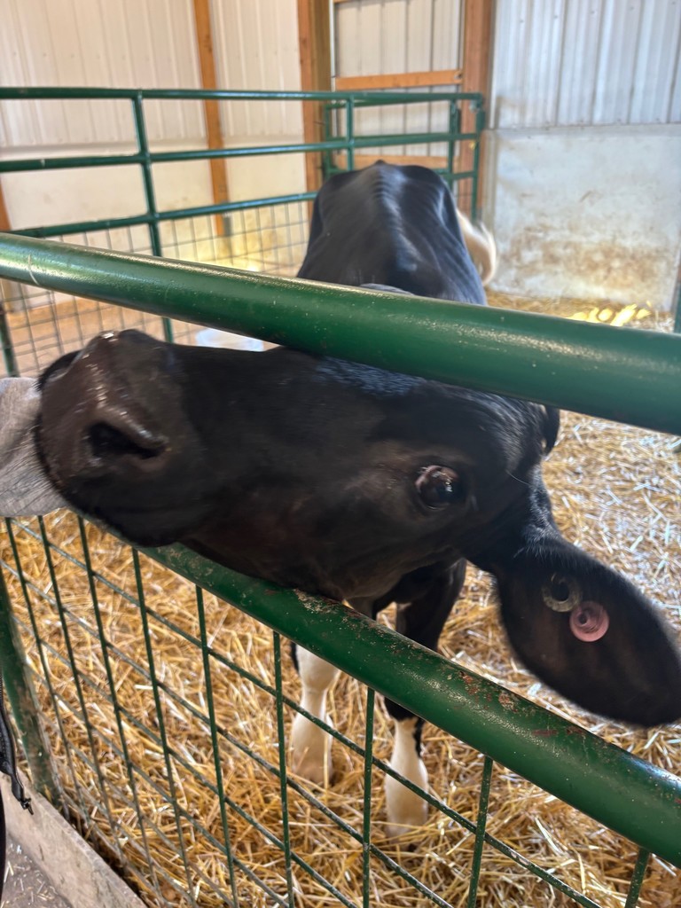 Cow 1