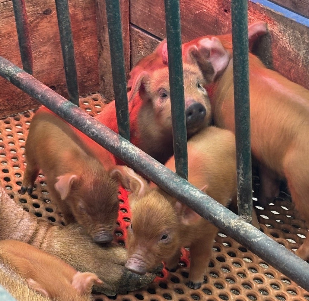 Pig 2