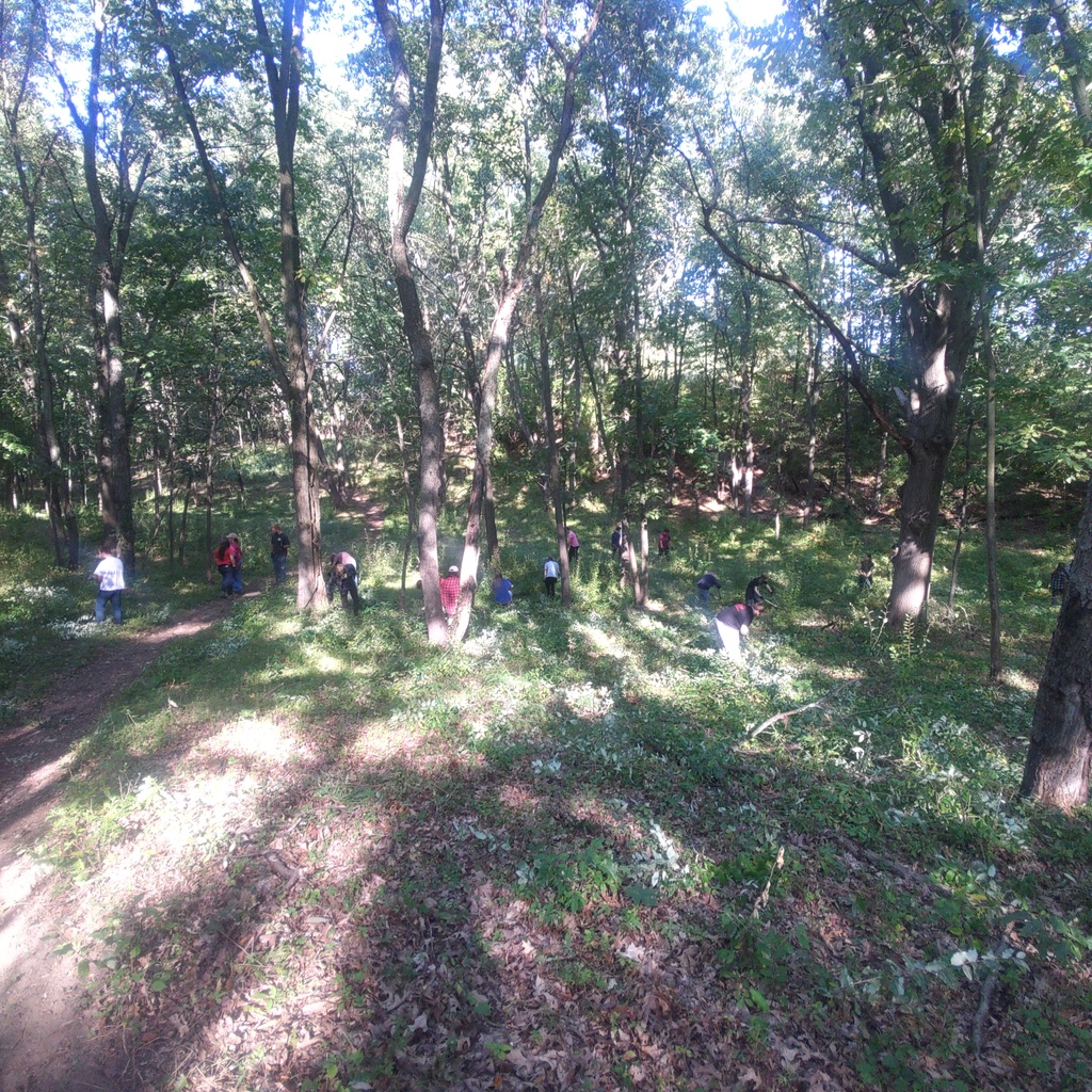 Overview of students working in the woods to remove invasive shrubs.