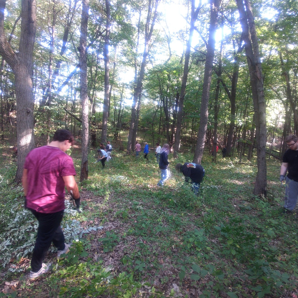 Students working to remove invasive shrubs.