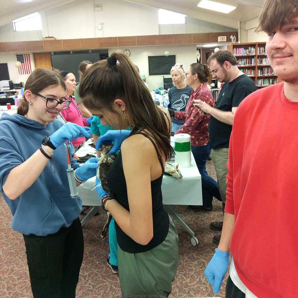 Students are gavaging a hawk with a feeding tube.