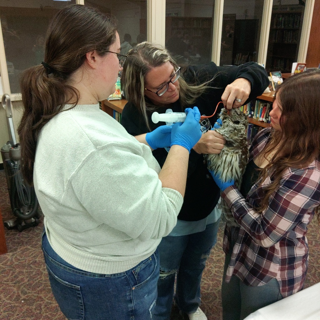 Students are gavaging an owl with a feeding tube.
