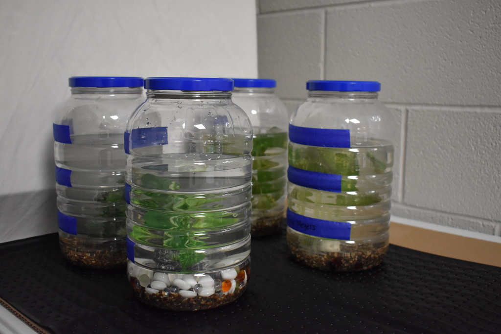 A few aquariums on a heated mat waiting for their fish to arrive