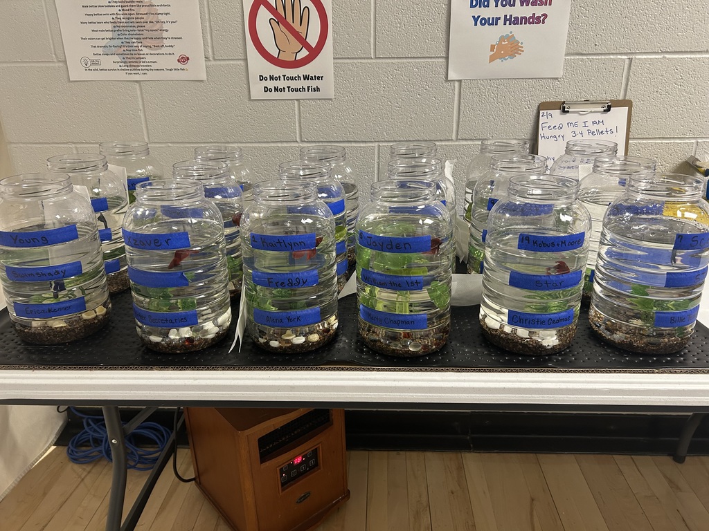 BETA Fish in their aquariums