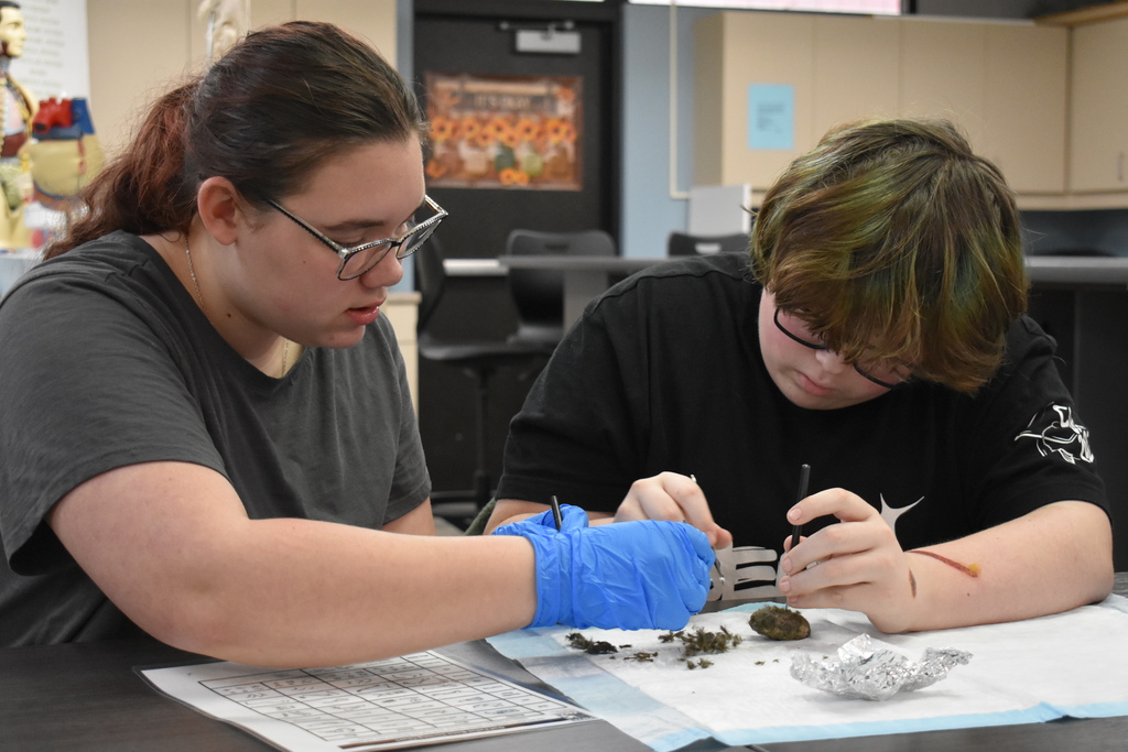 Two students dissecting owl pellets