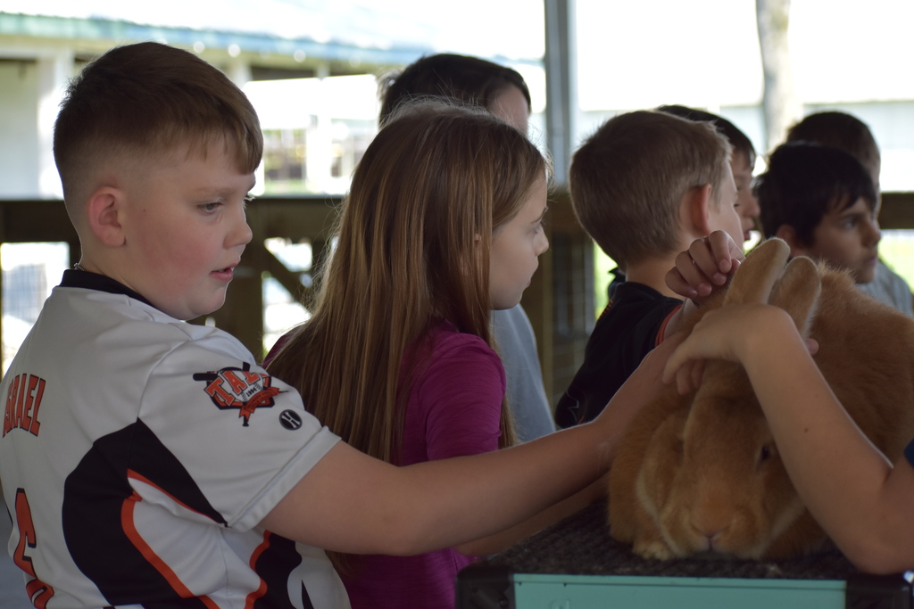 A young boy petting a rabbit