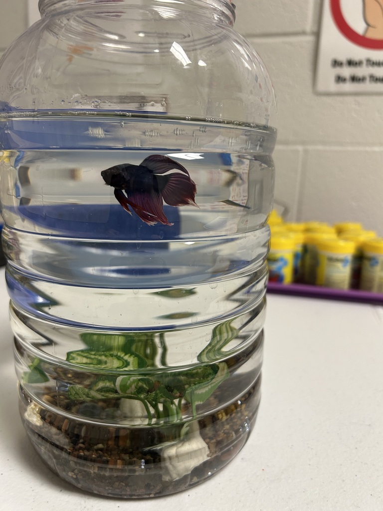 BETA Fish in a small tank