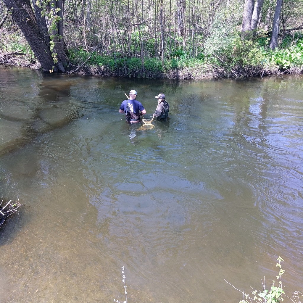 Two Natural Resources students in the River Raisin with waders and nets.