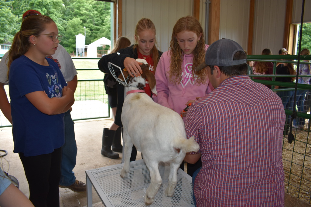 Students learning to trim nails of a goat with the help of an instructor