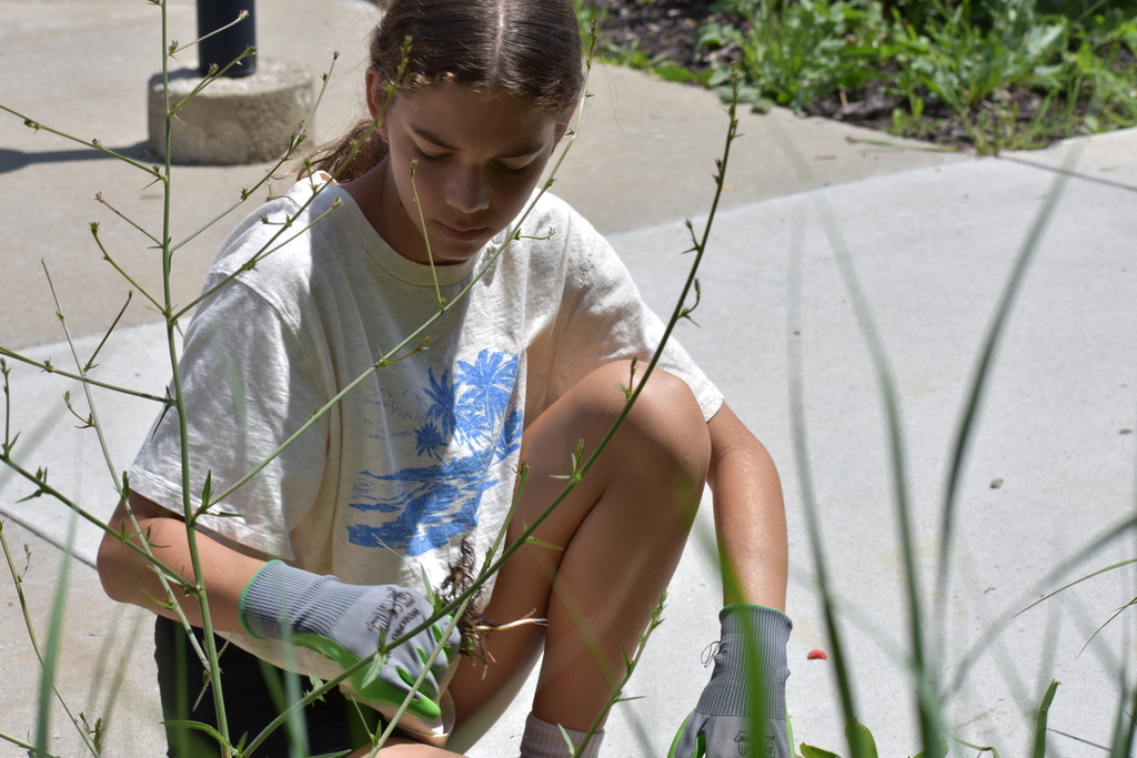 A girl pulling weeds