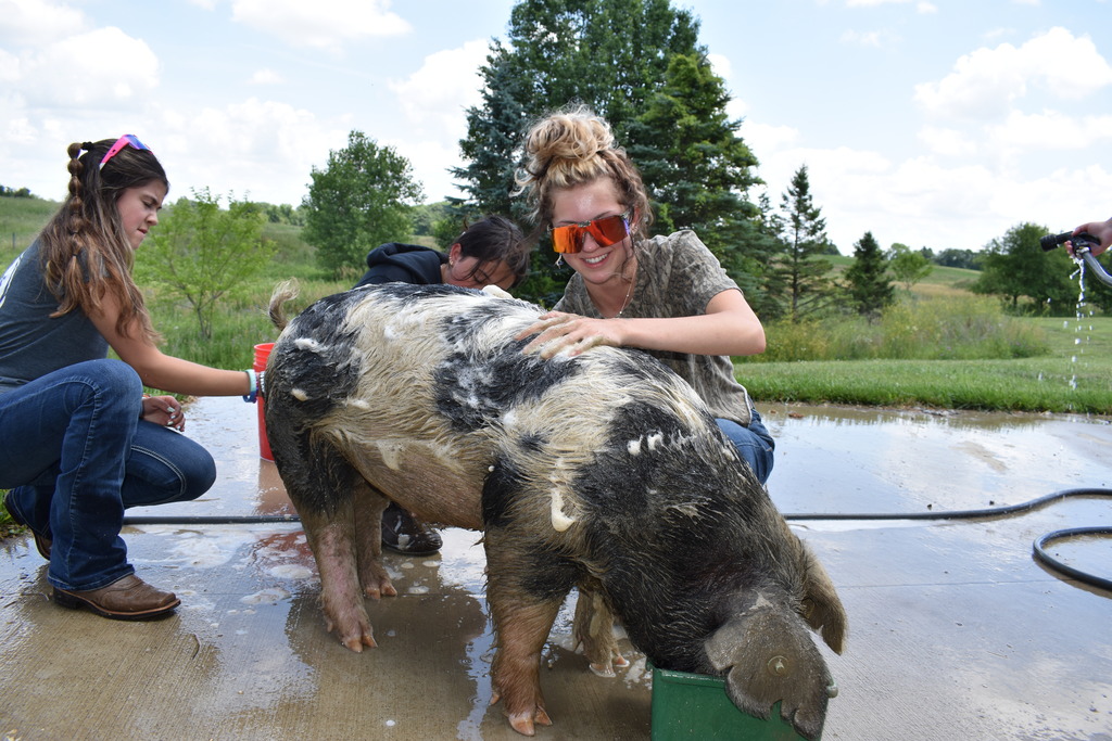A student washing a pig