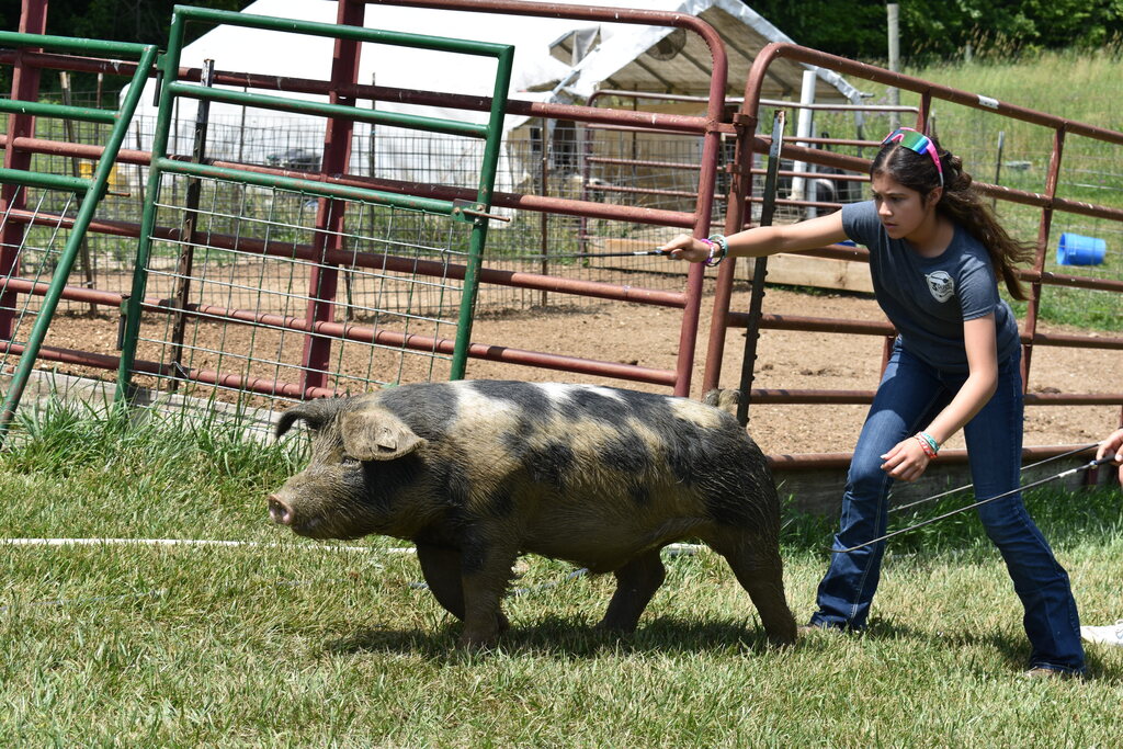 A student directing a pig with a whip