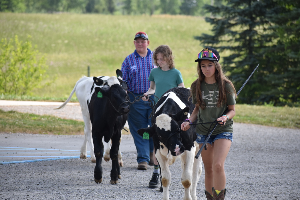 Three students walking in a line with cows