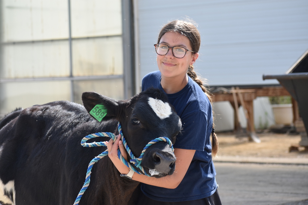 A student working with a cow