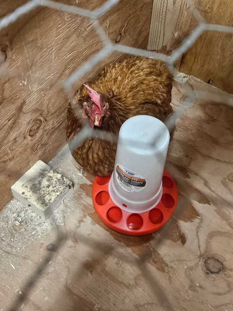 Found Chicken