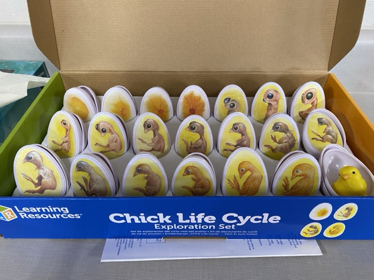 2nd grade eggs to chickens