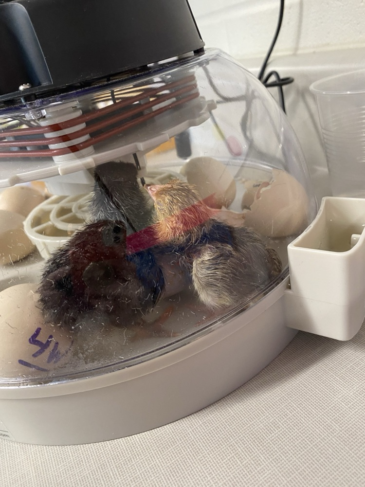 2nd grade eggs to chickens