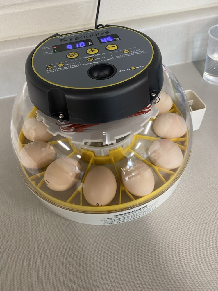 2nd grade eggs to chickens