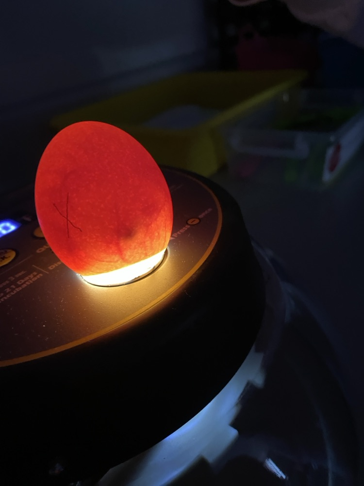 2nd grade eggs to chickens