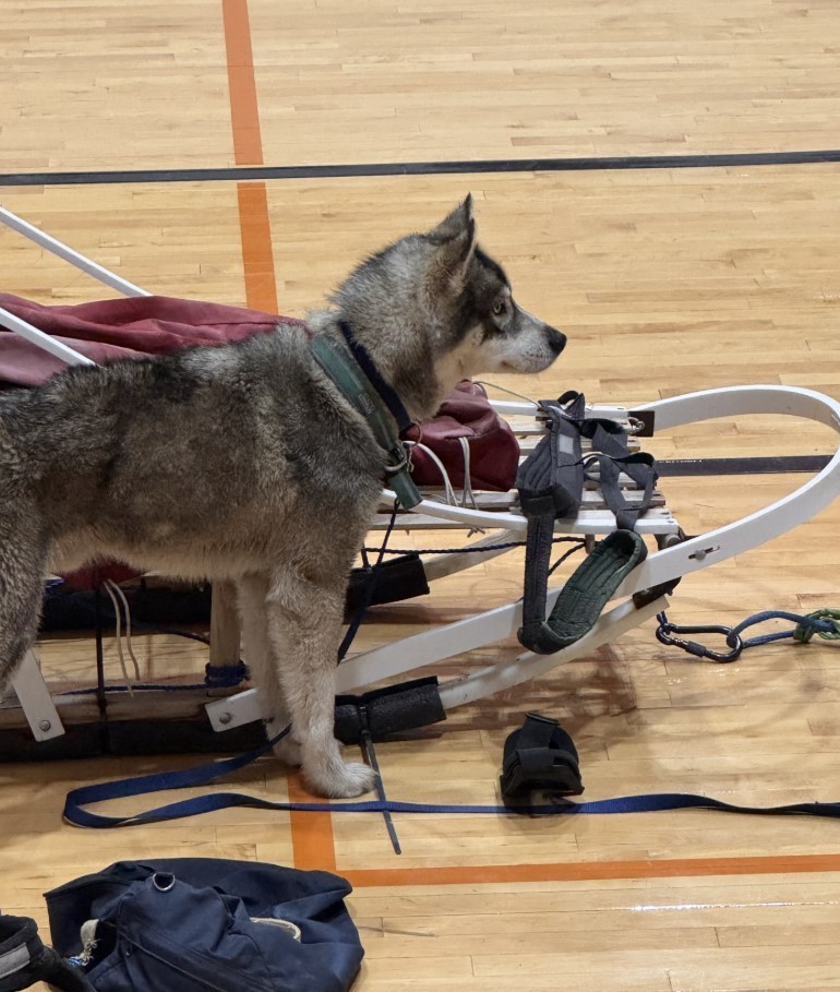 Dog Sled Visitors Lennox Elementary